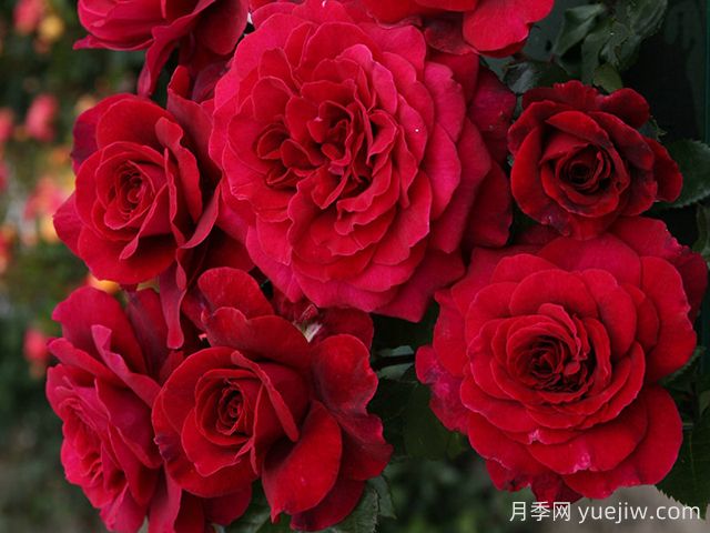 美景月季/貝爾維尤/不羈的靈魂(圖4)