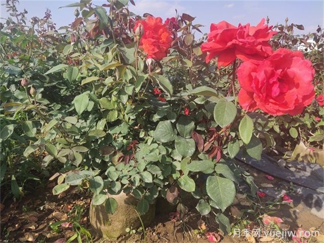 夏天月季總是黃葉？5大原因和補(bǔ)救措施(圖3)