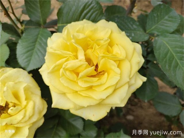 一年生、二年生，多年生園林花卉的使用和區(qū)別(圖1)