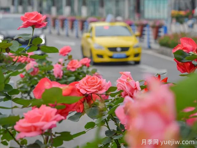 重慶月季應(yīng)用和景觀圖集(圖2)