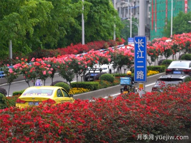 重慶月季應(yīng)用和景觀圖集(圖1)