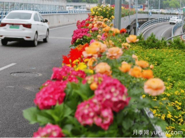 重慶月季應(yīng)用和景觀圖集(圖3)