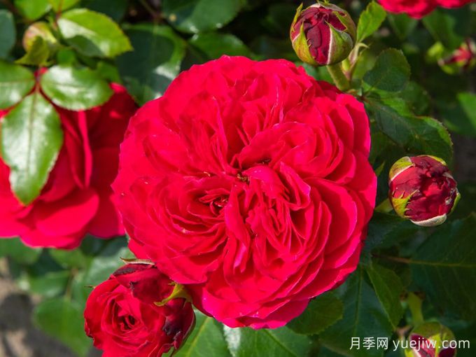 紅色達(dá)芬奇月季和粉色達(dá)芬奇月季有什么區(qū)別？(圖1)
