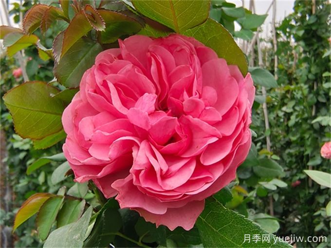 紅色達(dá)芬奇月季和粉色達(dá)芬奇月季有什么區(qū)別？(圖2)
