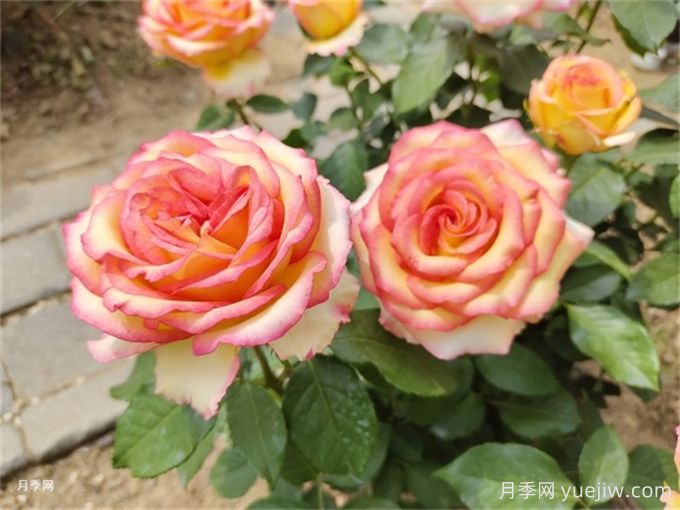 月季花夏季養(yǎng)護(hù)管理重點(diǎn)，4方面讓月季長的旺(圖1)