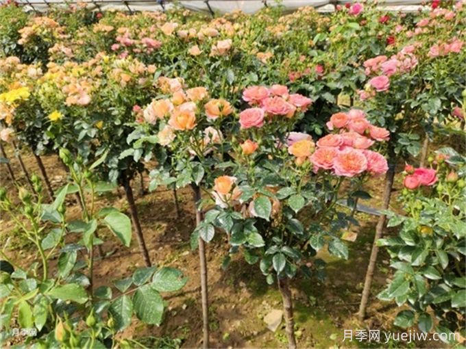月季花夏季養(yǎng)護(hù)管理重點(diǎn)，4方面讓月季長的旺(圖2)