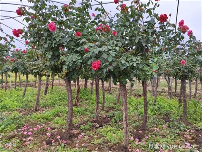 提高移栽落葉喬木成活率的17個(gè)技術(shù)措施(圖1)