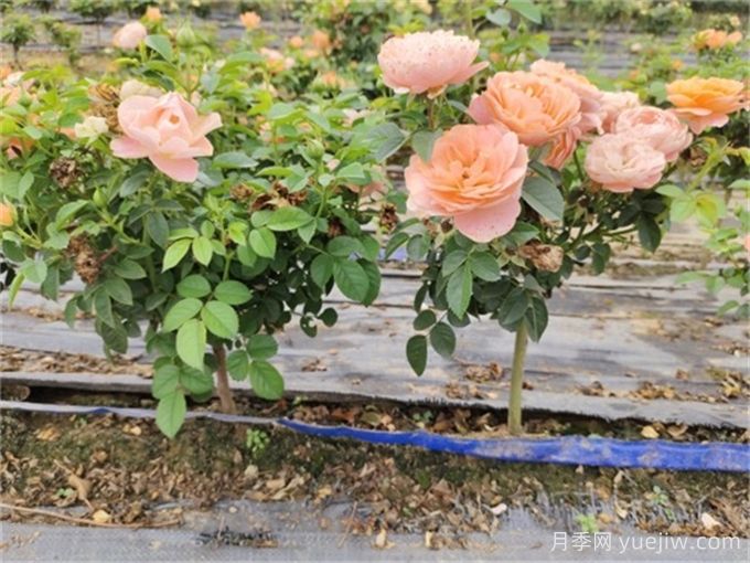 夏季月季養(yǎng)護(hù)全攻略，讓月季花絢麗一夏(圖2)
