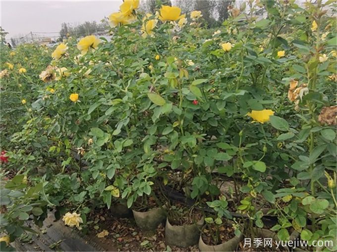 夏季月季花常見的8大問題和應(yīng)對方法(圖1)