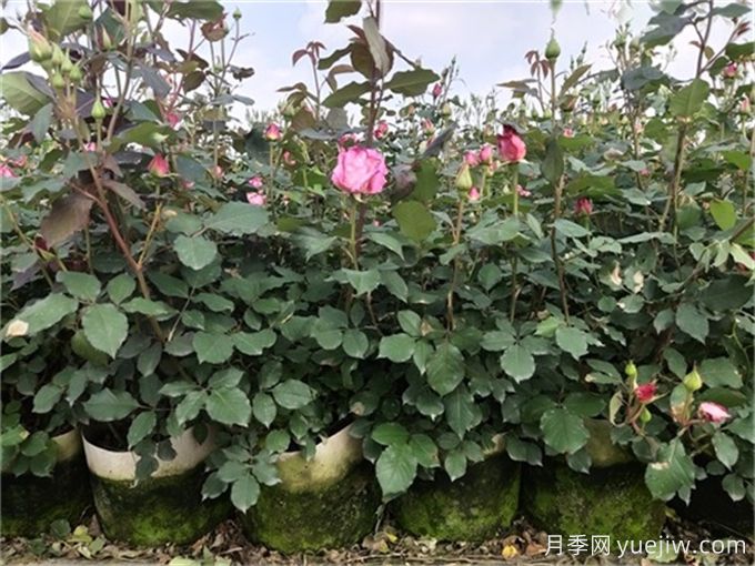 夏季月季花常見的8大問題和應(yīng)對方法(圖2)