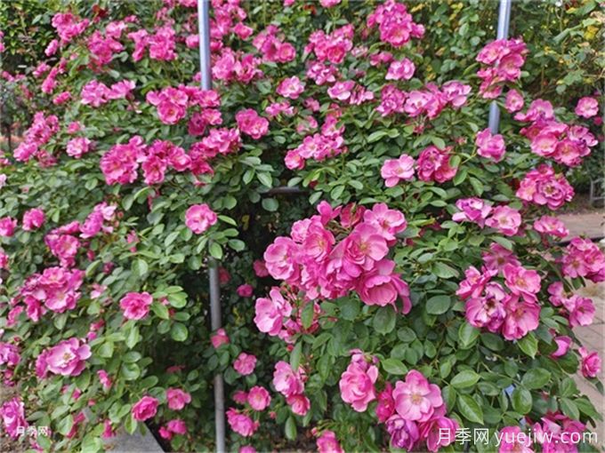 月季度夏指南，夏季紅蜘蛛黑斑病防治教程(圖1)