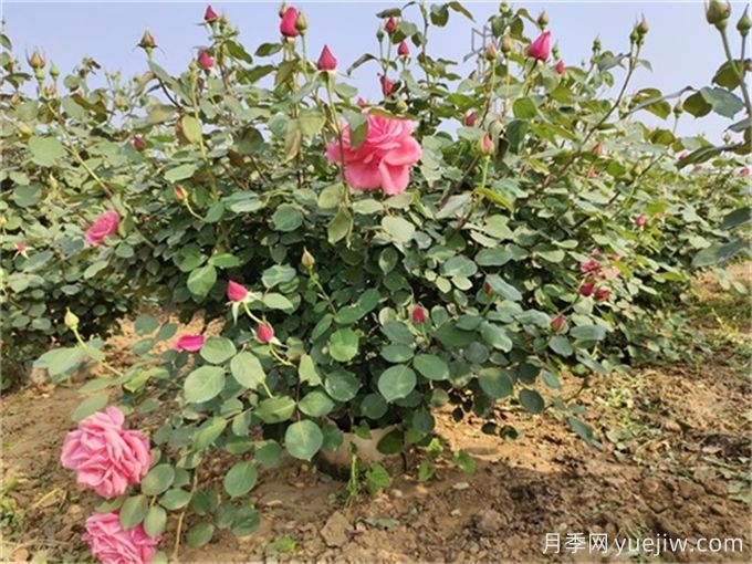 月季度夏指南，夏季紅蜘蛛黑斑病防治教程(圖3)