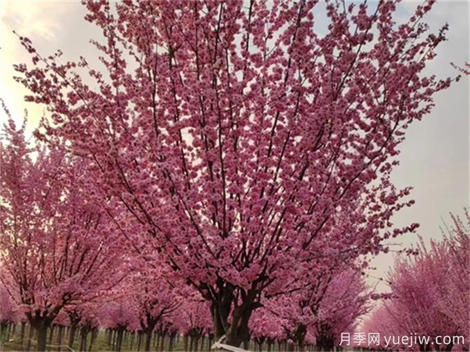 詩經(jīng)里那些美了千年的植物，你都見過嗎？(圖1)