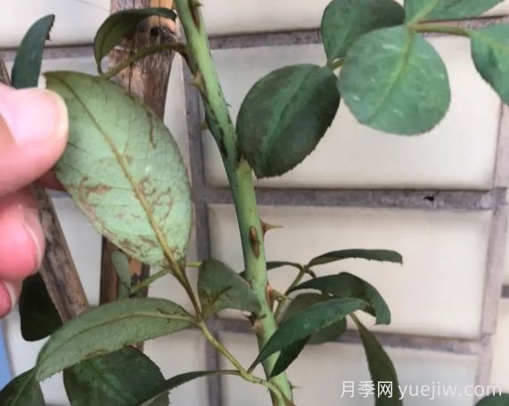 月月季花黃葉長不好？9種常見缺素癥盤點(diǎn)(圖2)