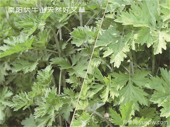 南陽中醫(yī)藥產(chǎn)業(yè)找準突破口，奮力推進臥龍艾草產(chǎn)業(yè)創(chuàng)新發(fā)展(圖1)