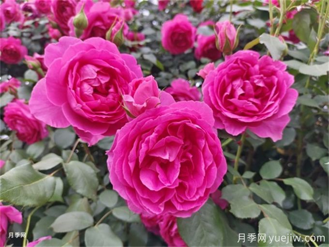大游行月季夏季養(yǎng)護辦法，夏天也能絢麗綻放(圖1)