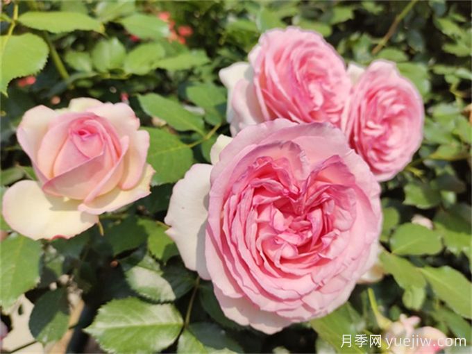熱門藤本月季和薔薇打造美麗花墻(圖2)
