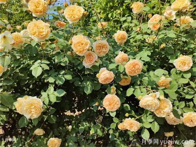 熱門藤本月季和薔薇打造美麗花墻(圖4)