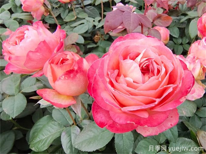月季夏季養(yǎng)護，讓月季安全度夏的小秘訣(圖1)
