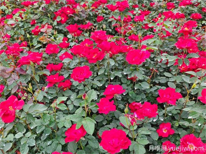 月季夏季養(yǎng)護，讓月季安全度夏的小秘訣(圖2)