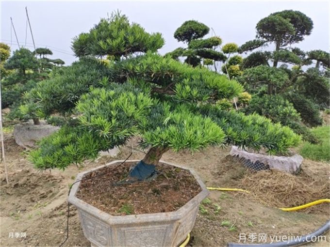造型松的造型類型特點和應用場景有哪些？(圖1)