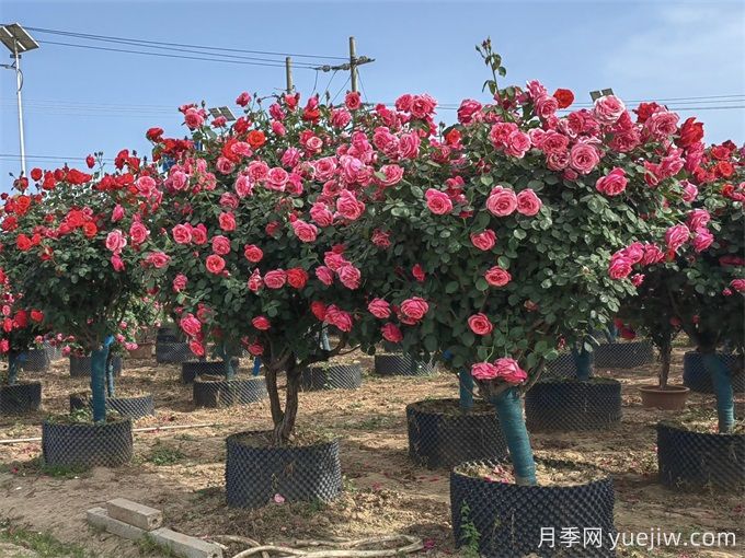 苗木移栽如何定植？(圖1)