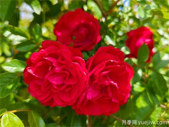 墻面綠化的應(yīng)用場景和植物配置選擇(圖2)