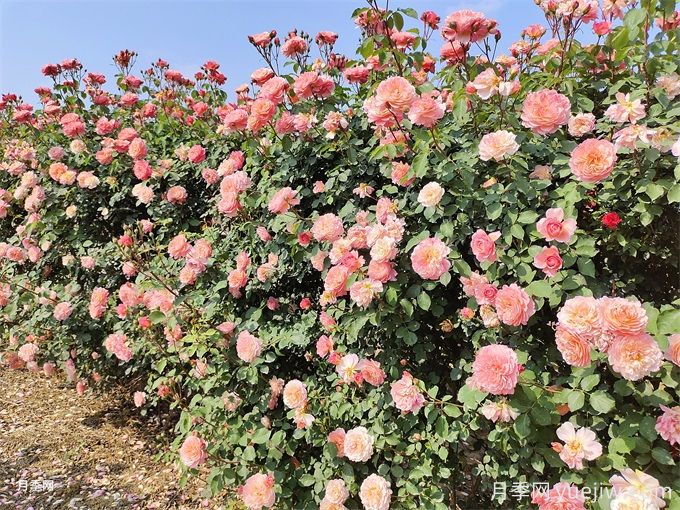 推薦16種攀爬植物，庭院花墻常用(圖1)