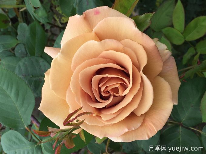 蘇格蘭黃油月季，優(yōu)秀復古黃色切花(圖1)