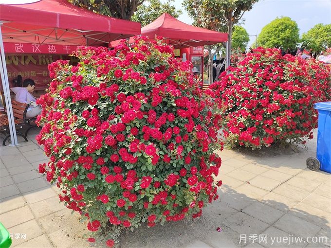月季花，四季綻放的芬芳傳奇(圖3)