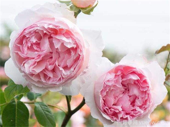 7個超級漂亮的粉色月季花品種，又美又仙又香(圖3)