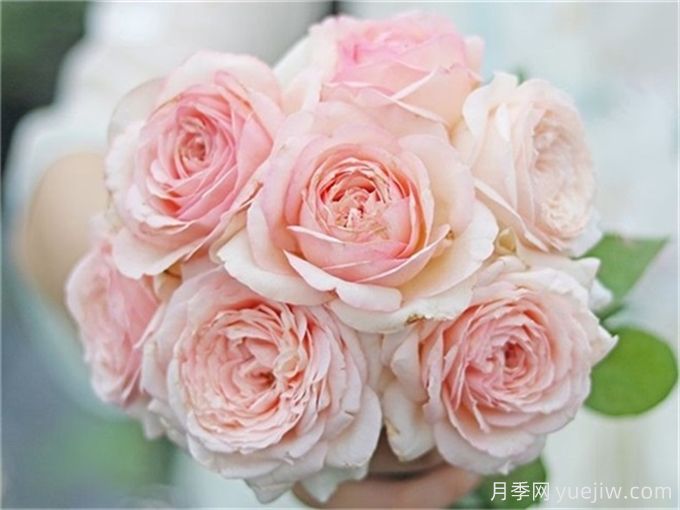 7個超級漂亮的粉色月季花品種，又美又仙又香(圖4)