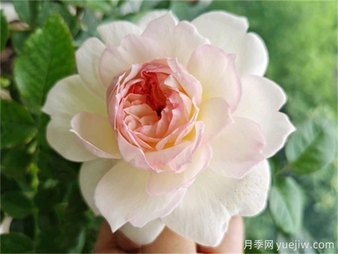 夏季陰雨連綿，依然綻放的10個(gè)濃香美麗月季品種(圖2)