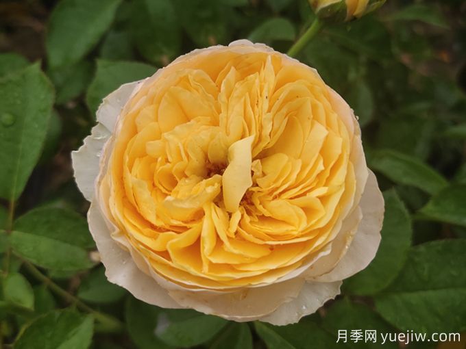 夏季陰雨連綿，依然綻放的10個(gè)濃香美麗月季品種(圖5)