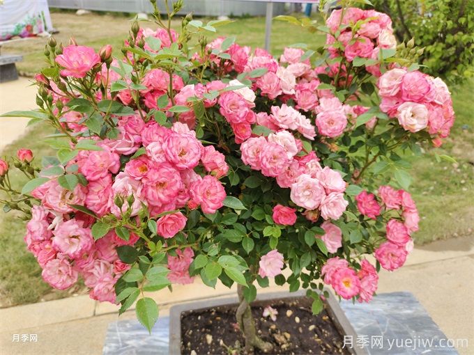 ?三角梅換成了月季花，原來養(yǎng)殖差距這么大(圖1)