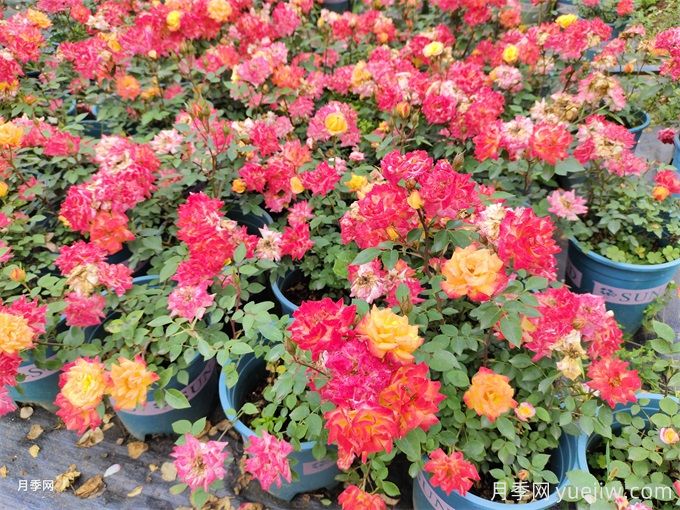 ?三角梅換成了月季花，原來養(yǎng)殖差距這么大(圖2)