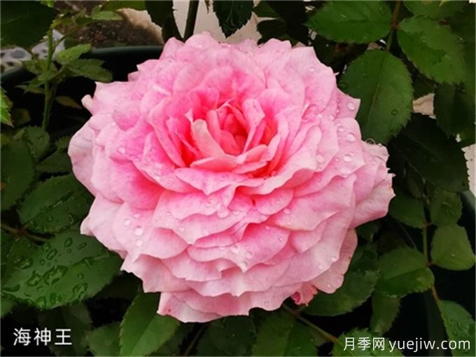 海神王月季，花中仙子的魅力與養(yǎng)護(圖1)
