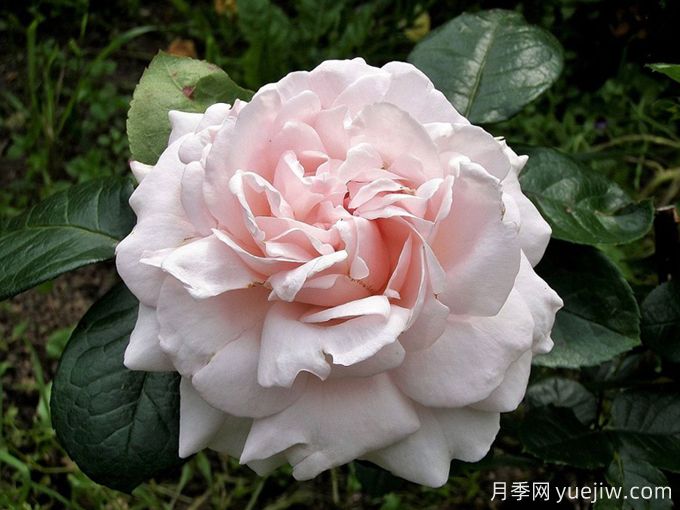 怦然心動月季/康斯坦茨莫扎特月季(圖3)