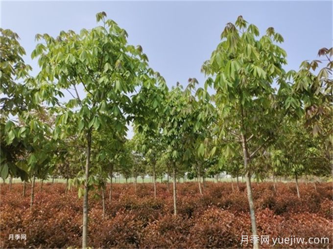 為什么樹木移植時(shí)都把向陽(yáng)的枝給砍了？(圖1)