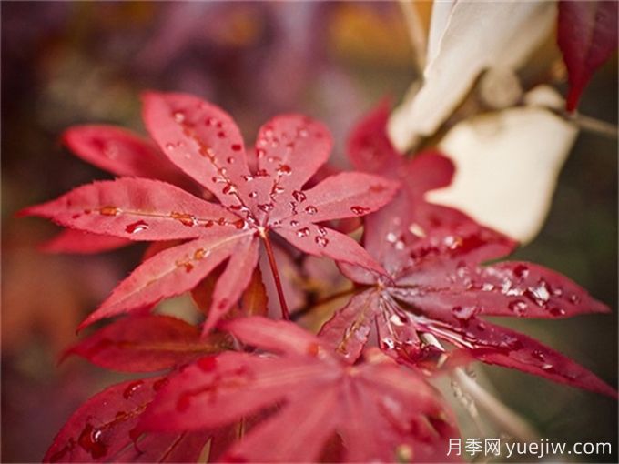 培育紅楓苗木的常見(jiàn)錯(cuò)誤總結(jié)(圖1)