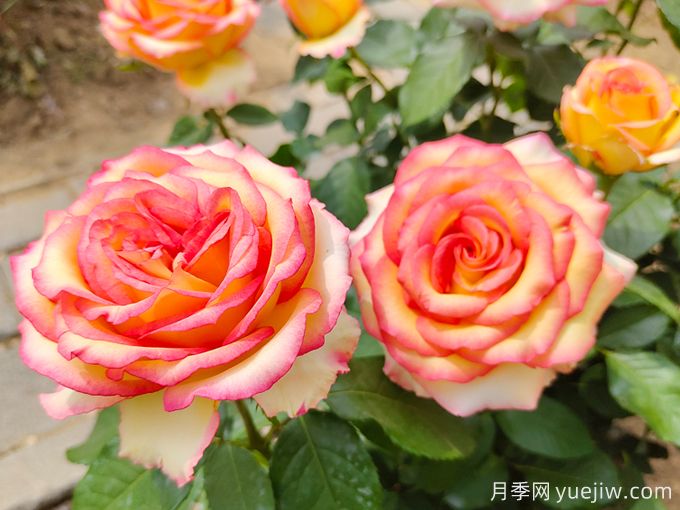 4種耐寒耐旱花卉的生長特點(diǎn)(圖1)