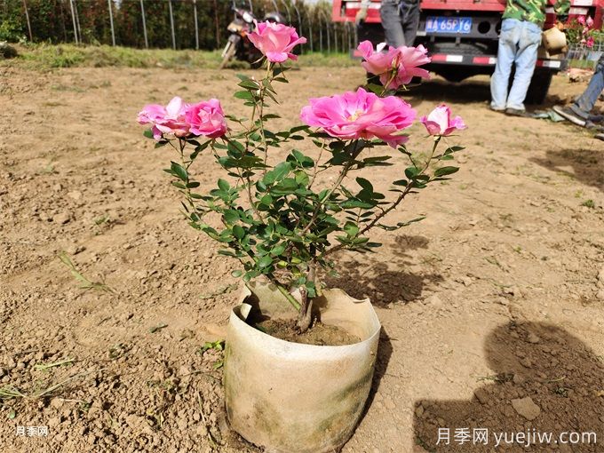 月季花苞為什么會枯萎？(圖1)