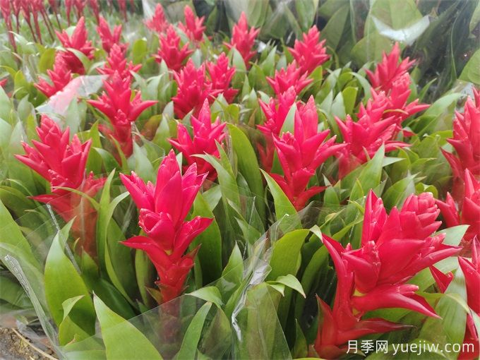 鳳梨花(紅運當(dāng)頭)怎么養(yǎng)？(圖1)