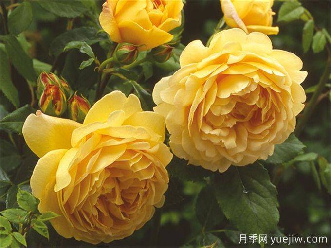 超級香的月季品種分享，花開滿院香(圖1)