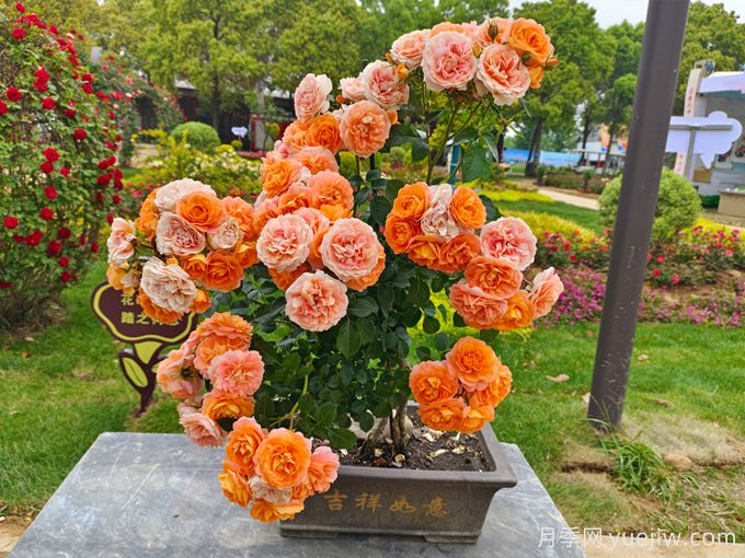 如何提高花木盆景的觀賞效果？(圖1)