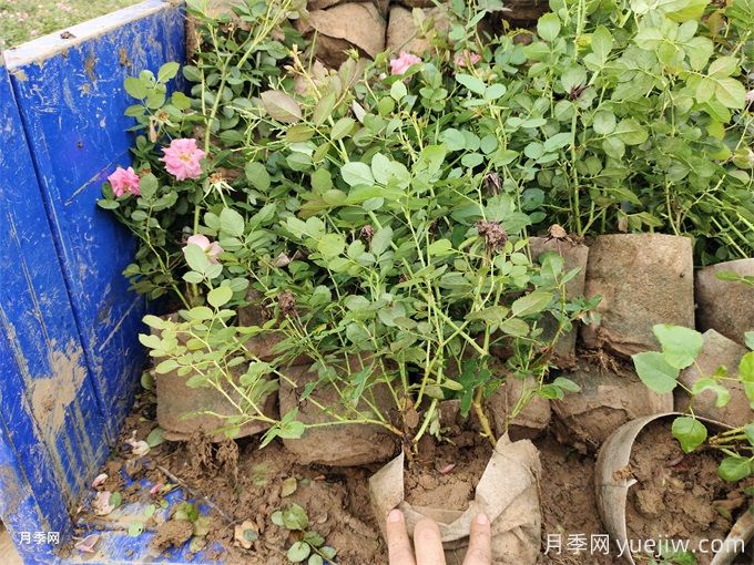 月季花盆栽種植技術(圖1)