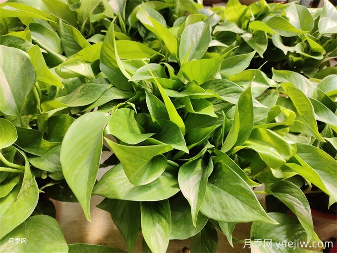 室內(nèi)的綠色植物如何選擇？(圖1)