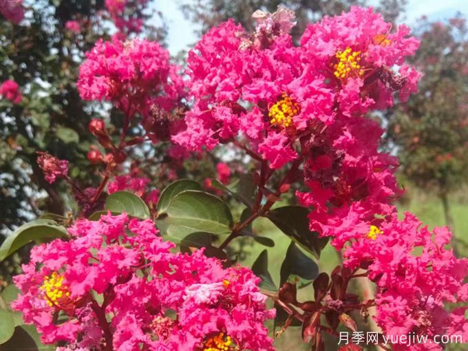 影響紫薇開花的5個(gè)因素(圖1)