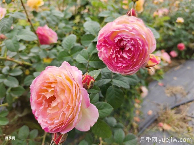 為什么月季卻光長葉子不開花呢？(圖1)