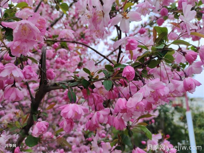 海棠花的花語(yǔ)和寓意(圖1)